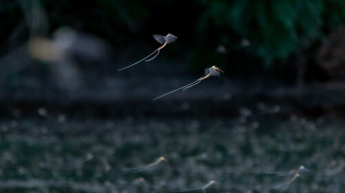 Mayfly close-up 2